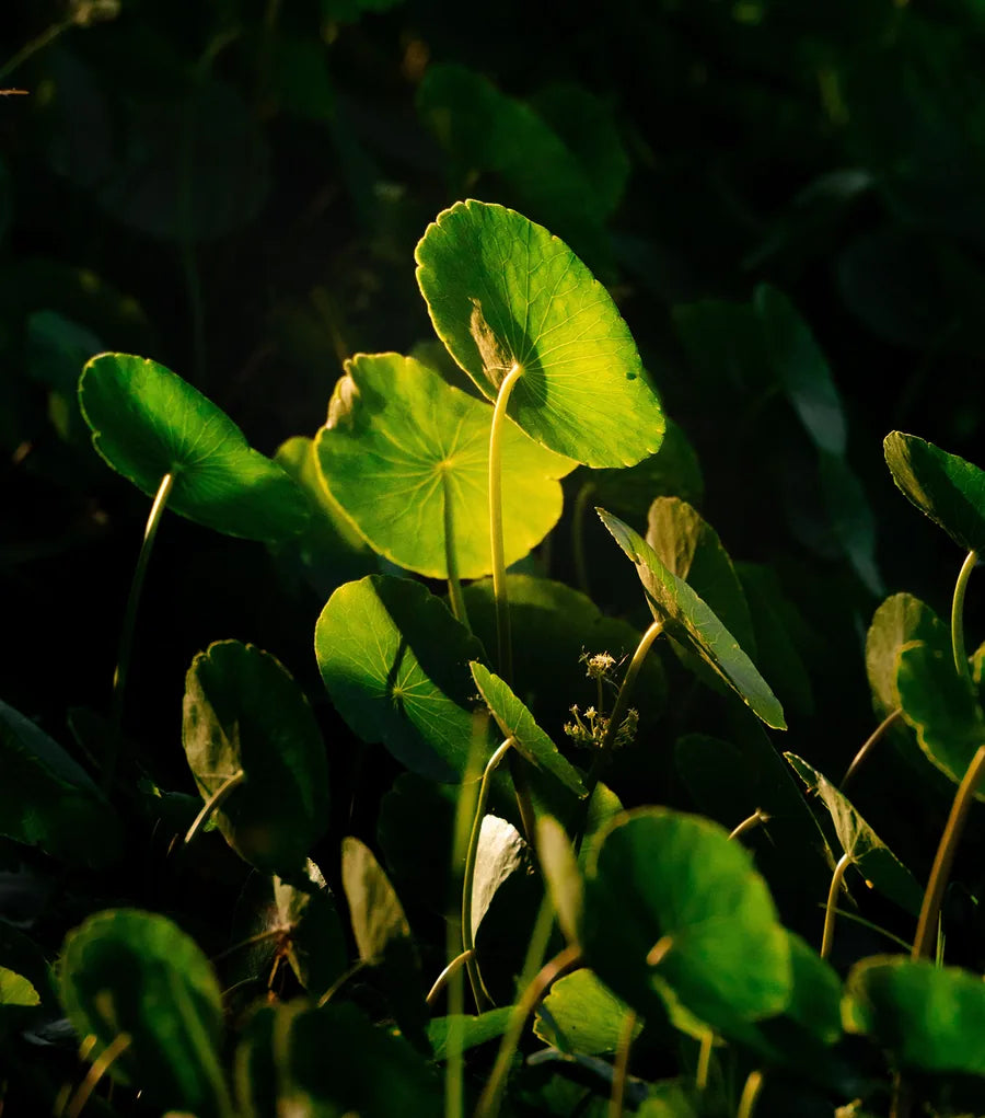Brahmi