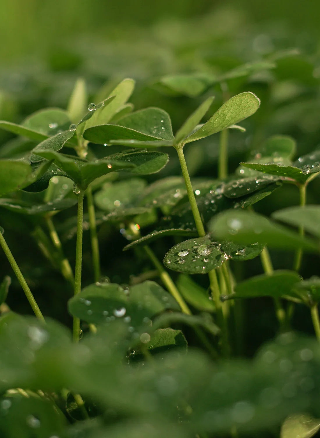 Fenugreek