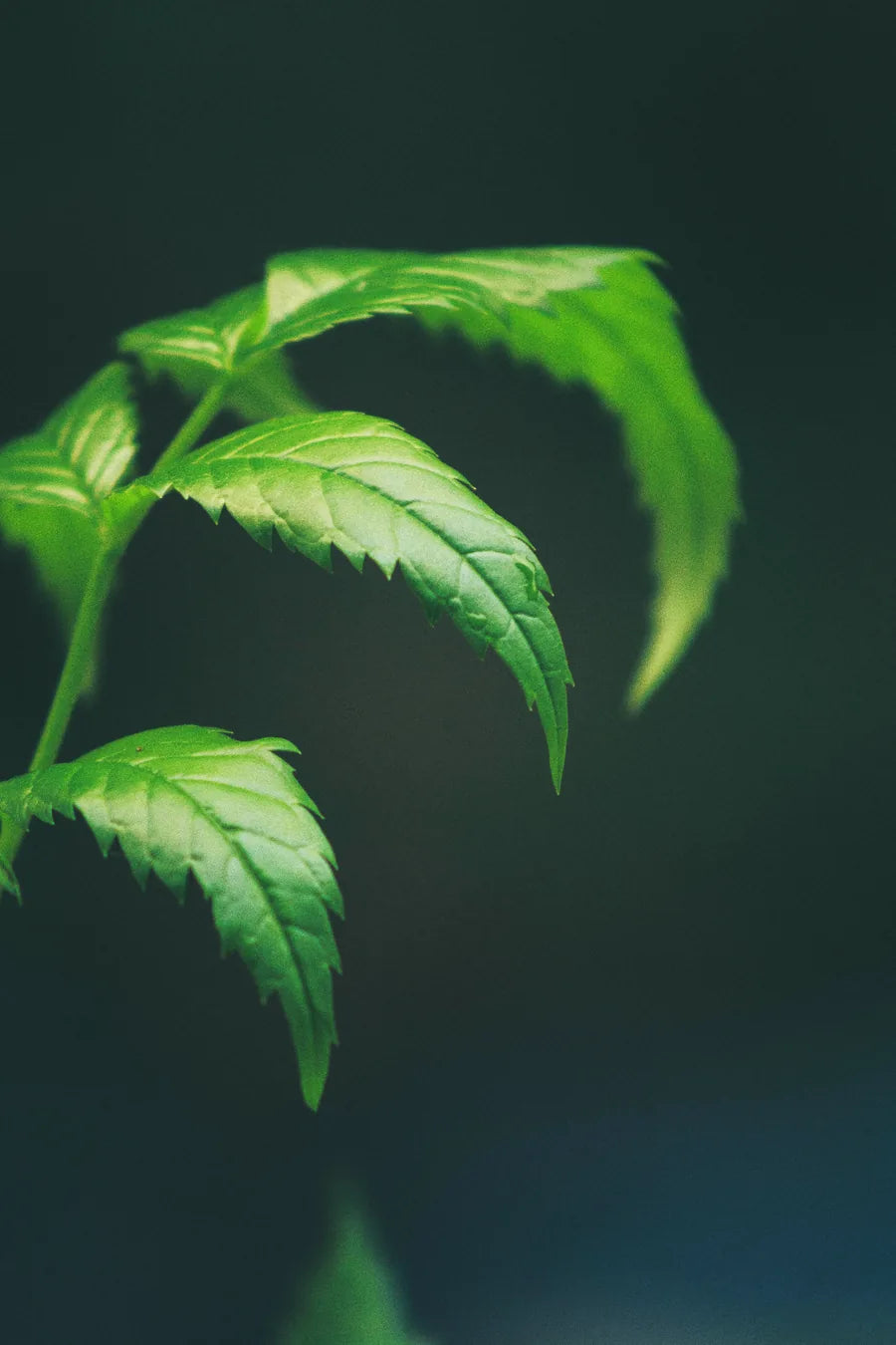 Neem