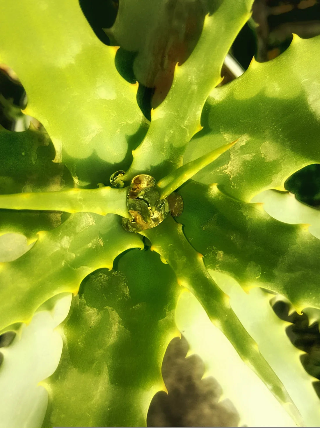 Aloevera