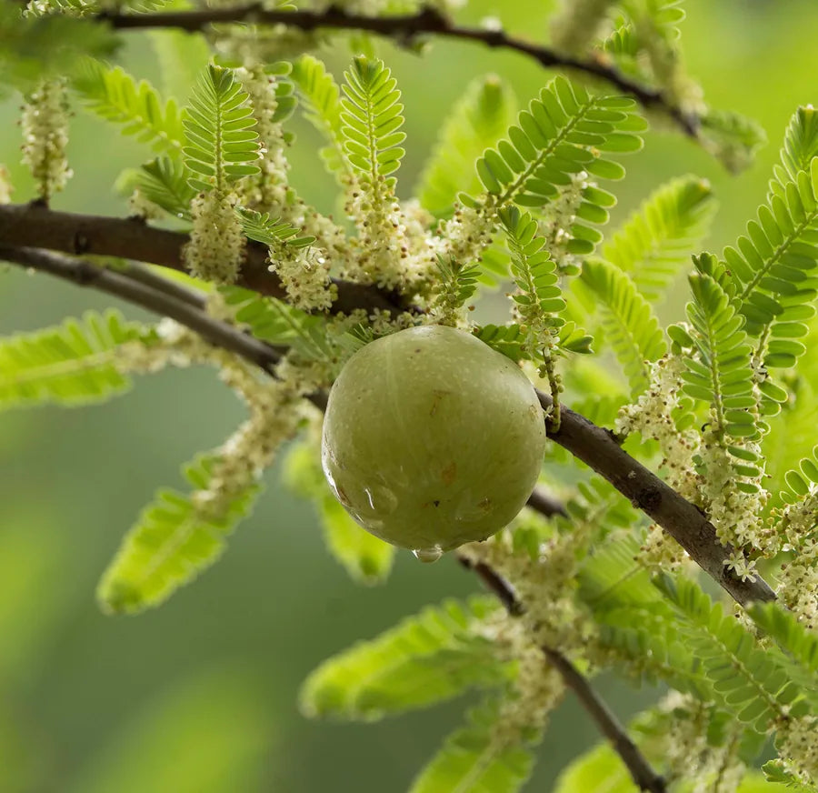 Amla