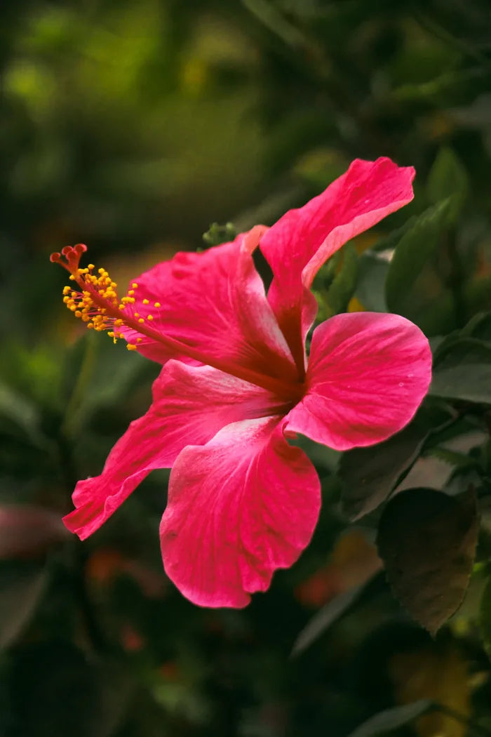 Hibiscus